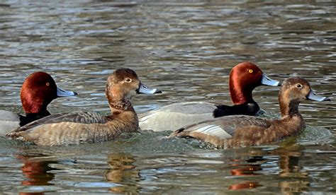 Duck photo redhead – Telegraph