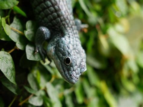 11 Common Blue Tongue Skink Morphs (With Pictures) | Pet Keen