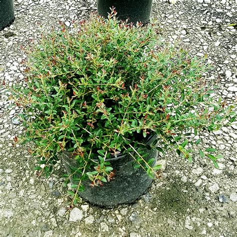 Bordeaux Dwarf Yaupon Holly | PlantAddicts.com