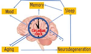 The Biological Clock and Aging - KURIOUS