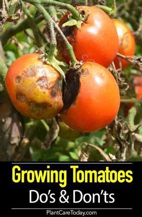 Tomato Plant Care - 8 Do's and 5 Dont's [Growing Tips] | Tomato plant ...