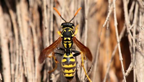 How to Identify Hornets & Wasps in Tennessee | Sciencing