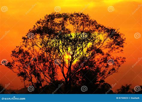 Lone tree stock image. Image of shore, beautiful, perfect - 8750023