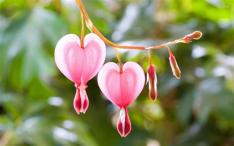 HD Wallpaper of Bleeding Heart Flowers in Nature