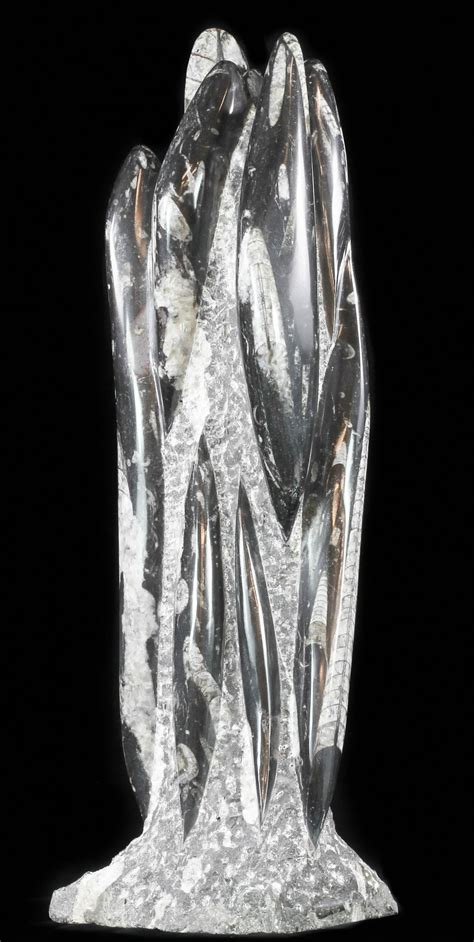 19.5" Tall Tower Of Polished Orthoceras (Cephalopod) Fossils (#61201) For Sale - FossilEra.com