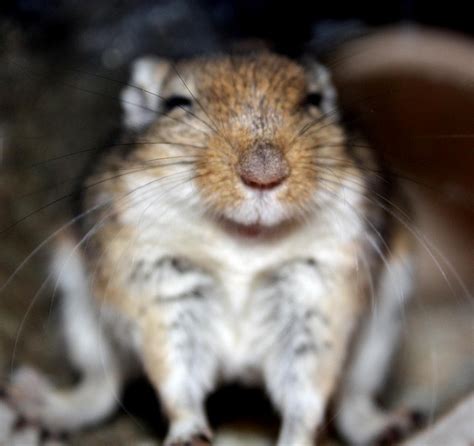 96 best images about Cute Gerbils on Pinterest | Pets, Search and Bath