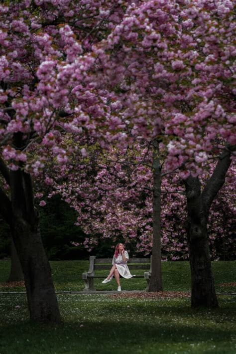 Brooklyn Botanic Garden Cherry Blossom Festival (Everything You Need To ...