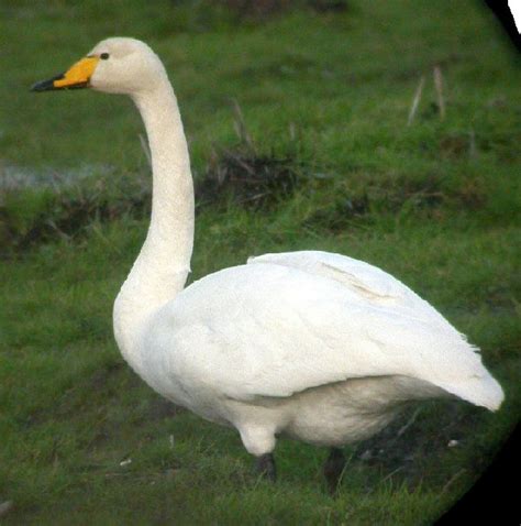 Whooper Swan: Facts, Characteristics, Habitat and More | Animal Place