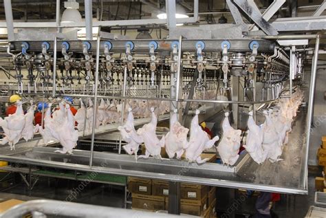 Chicken slaughterhouse - Stock Image - C051/7609 - Science Photo Library