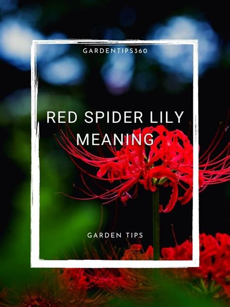 Spider lily meaning explained | Spider Lilies | Tips