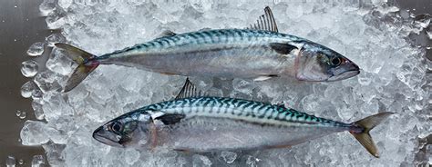 Mackerel: to fish or not to fish? | Marine Stewardship Council