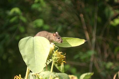 Tips To Stop Rodents In Your Garden - Pest Exterminators Cambs