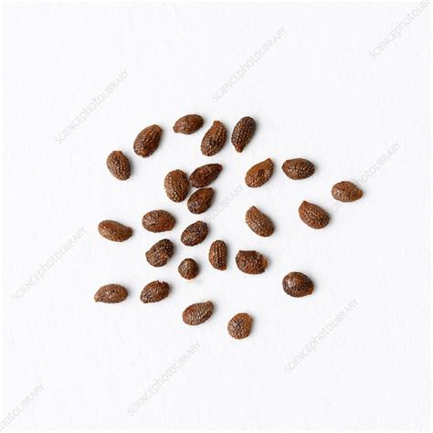 Kiwifruit seeds - Stock Image - C027/3285 - Science Photo Library