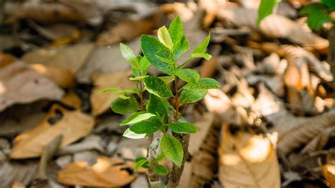 Coca plants’ production pathway for cocaine finally unravelled | Research | Chemistry World