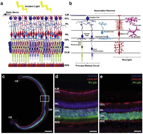 Figure 1 from Cell transplantation strategies for retinal repair. | Semantic Scholar