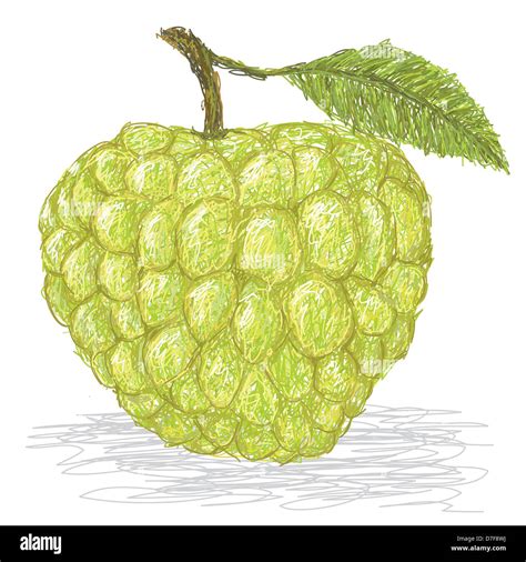 closeup illustration of fresh custard apple isolated in white ...