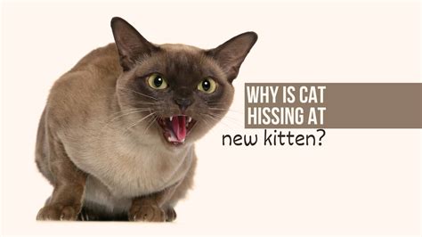 4 Reasons Why Is Cat Hissing At New Kitten, And How To Solve