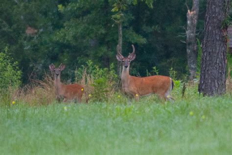 DeerRun - Deer - Legacy Trails Secluded Cabins