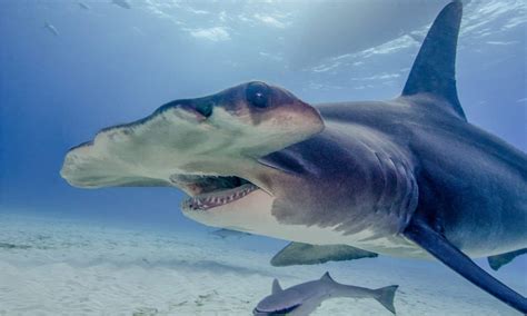 Discover Why Hammerhead Sharks Have Never Killed a Human - A-Z Animals