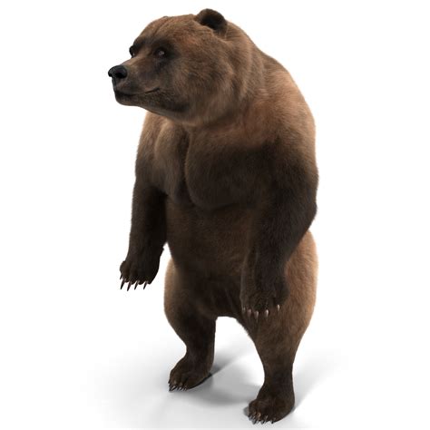 3d model of grizzly bear pose 3