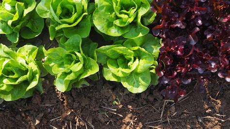 5 shortcuts to growing delicious, leafy green lettuce — The Hungry Gardener