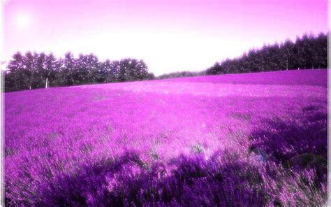 Lavender Wallpapers - Wallpaper Cave