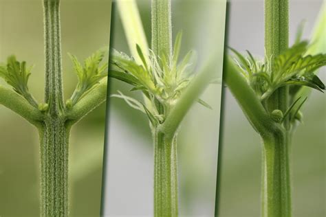 Female Weed Seedlings