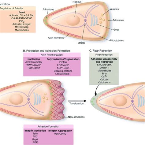 Steps in cell migration. Reproduced with permission [33]. Copyright ...