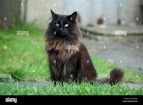 31 Best Photos Black Cat Long Hair : Beautiful black and white long haired kitten 2 | in London ...