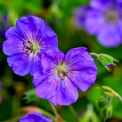 Top 25 Perennials - Genus Plant Sourcing