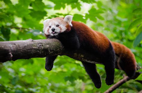 Red Panda trying to cool of a little | Red Pandas have adapt… | Flickr