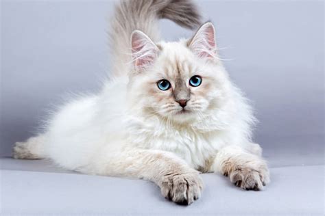 10 Hypoallergenic Cats Great for People with Allergies - Wonderslist