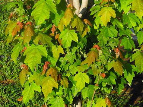 green and yellow leaves are growing in the grass