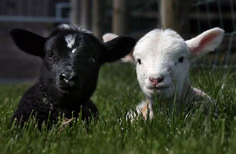 Rare black and white twin lambs at Whitehouse Farm - Chronicle Live