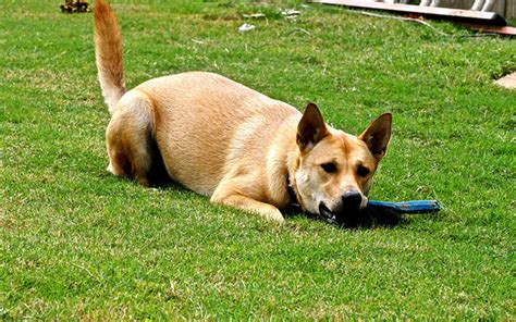 Carolina Dog - Puppies, Rescue, Pictures, Information, Temperament, Characteristics | Animals Breeds