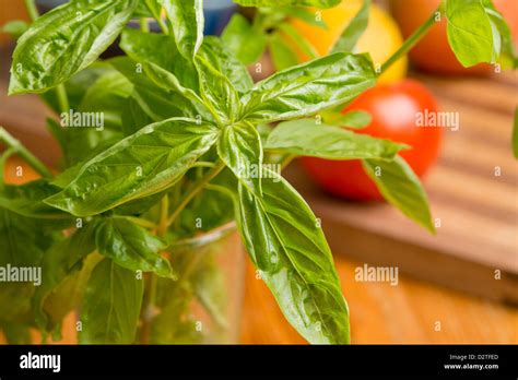 Basil leaves Stock Photo - Alamy