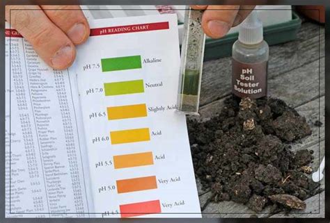 Alkaline Soils: And How Plants Use Them - Al Ardh Alkhadra