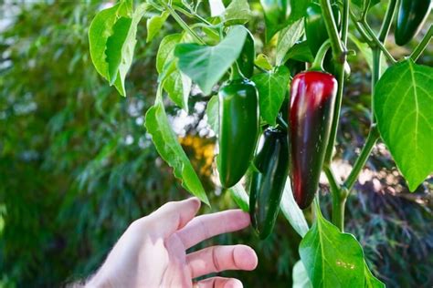 Easiest Peppers To Grow - Best Starter Pepper Varieties - Pepper Geek