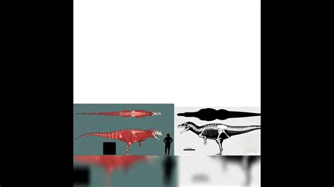 Ceratosaurus And Allosaurus Size Comparison - YouTube