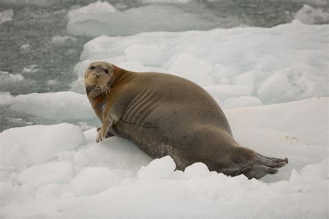 Environmental group sues over ice seal habitat decision - CGTN