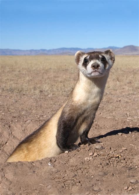 Conservation History - BLACKFOOTEDFERRET.ORG