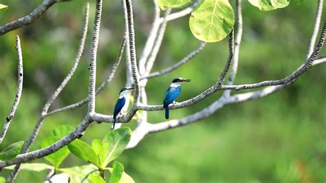 Blue and white Kingfisher bird, in the wild 26585987 Stock Video at Vecteezy