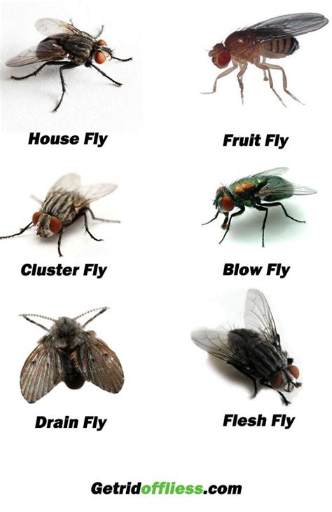 Common Types of Flies - Bing images