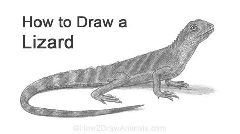 How to Draw a Lizard (Water Dragon) - YouTube