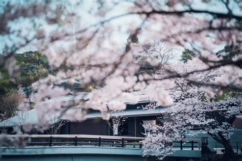 Join in the Traditional Custom of Hanami (Cherry Blossom Viewing ...