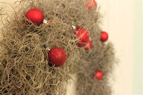 A Coastal Christmas Spanish Moss Wreath