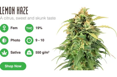 Best Cannabis Seeds 2023 Collection | Amsterdam Genetics