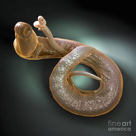 Parasitic Worm Schistosoma Photograph by Science Picture Co