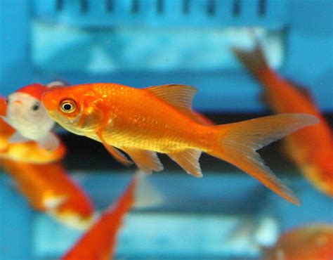 Common Goldfish - Tips and Characteristics