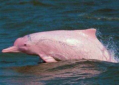 Pink Amazonian river dolphin | Natura | Pinterest